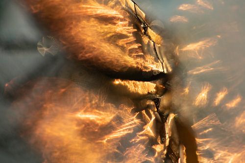 Abstracte Foto | Oranje en Geel | Natuurfoto