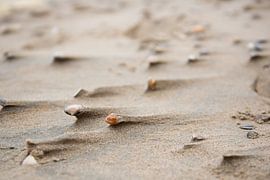 Kop in de wind van Jeannette Kliebisch