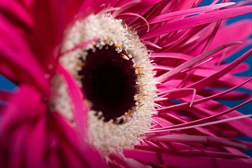 Fuchsia - roze Gerbera
