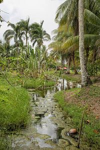Plantage Frederiksdorp in Surinam