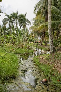 Plantation de Frederiksdorp au Suriname sur Patricia Hofmeester