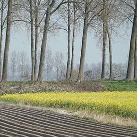 Akker met bloeiend koolzaad en aardappelruggen naast elkaar voor een dijkje met kale bomen. van Gert van Santen