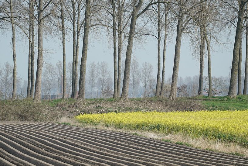 Field with flowering rapeseed and potato ridges side by side in front of a dike with bare trees. by Gert van Santen