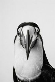 Tukan von Poster Art Shop