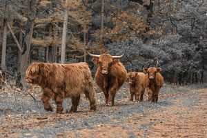 Schottischer Highlander mit drei Kälbern