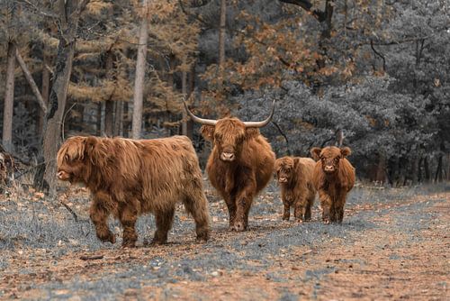 Schotse Hooglander met drie kalfjes