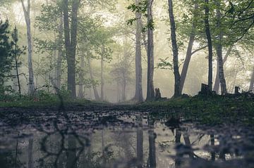 Reflexion im nebligen Wald von Tania Perneel
