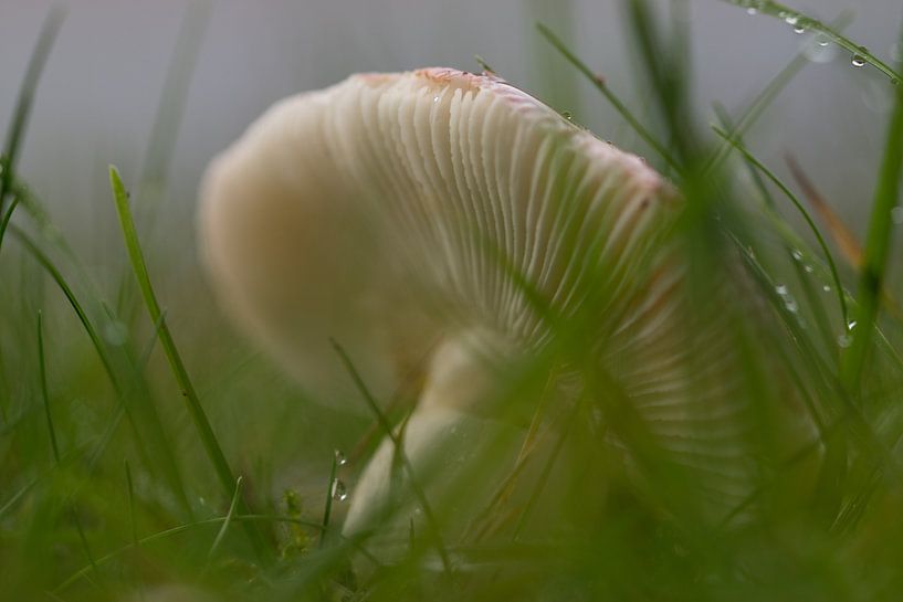 Gefallen von Be-eR fotografeert