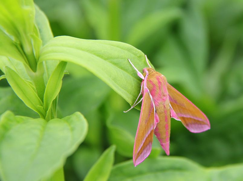 Evening red (Deilephila elpenor) by Jose Lok
