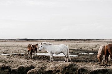 Paarden