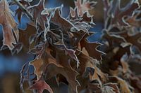 sugar leaves
