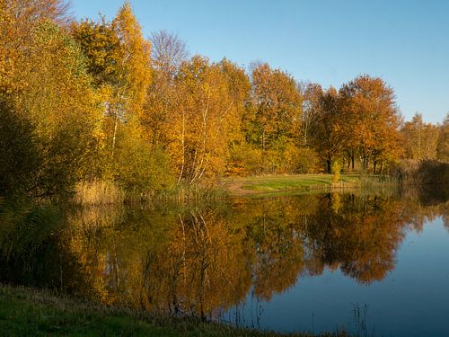 herfstbomen weerspiegeld in het water