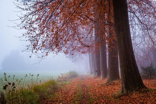 Lundi brumeux