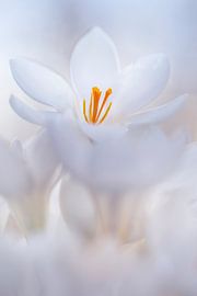 Close-up of a white crocus by Bob Daalder