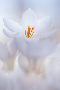 Gros plan sur un crocus blanc