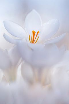 Close-up van een witte krokus van Bob Daalder