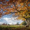 Herbstliche Weidbuche in der Rhön von Jürgen Schmittdiel Photography