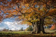 Herfstige wilgenbeuk in het Rhöngebergte van Jürgen Schmittdiel Photography thumbnail
