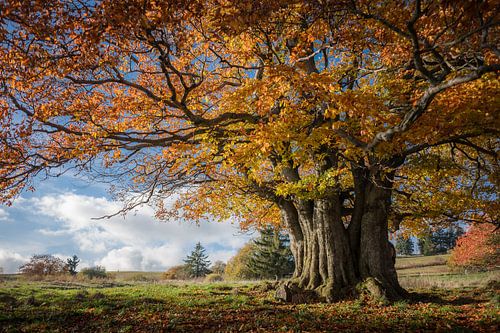 Herbstliche Weidbuche in der Rhön