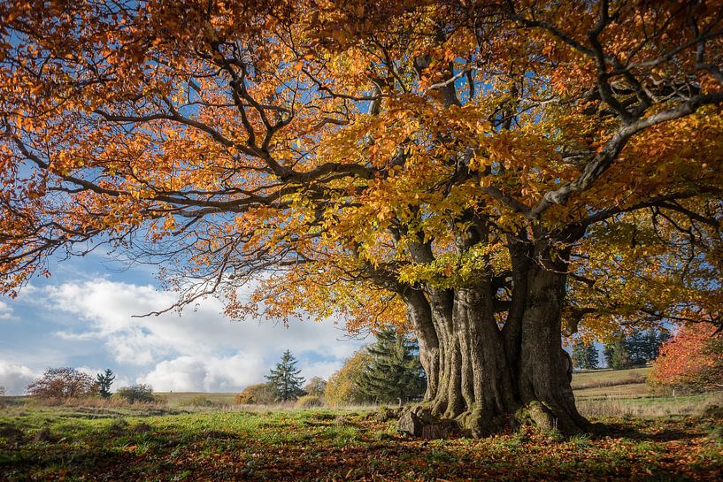 Herfstige wilgenbeuk in het Rhöngebergte van Jürgen Schmittdiel Photography