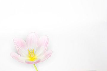 soft pink tulip by Tonny Visser-Vink