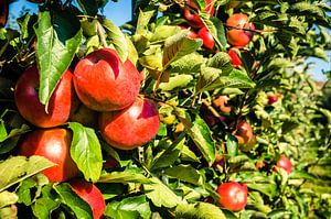 Reife Tafeläpfel Jona Gold mit grünen Blättern am Baum