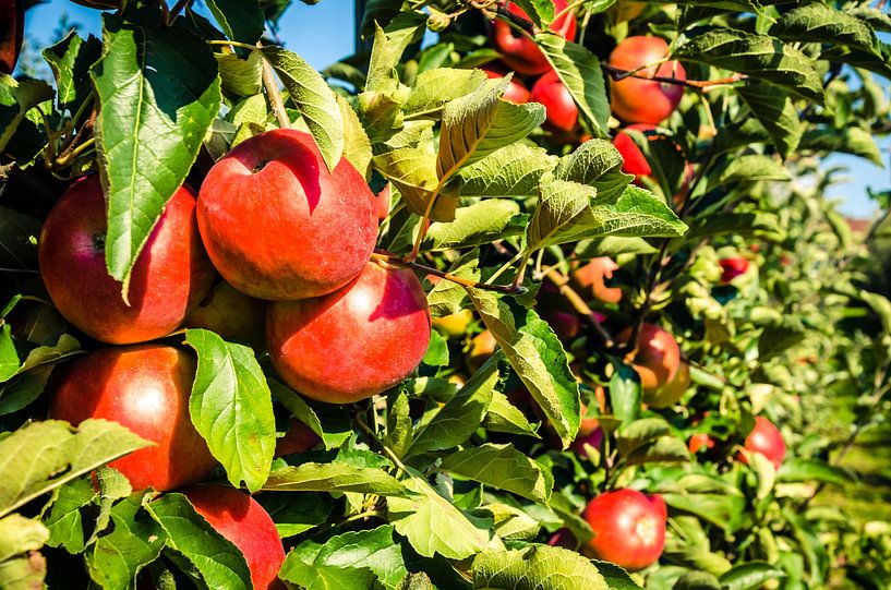 Ripe dessert apples Jonah Gold with green leaves on tree by Dieter Walther