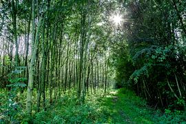 lichtval in een jong bos van Martin Hulsman