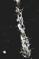 Style my Home series by Liberty Ragazza Biesma