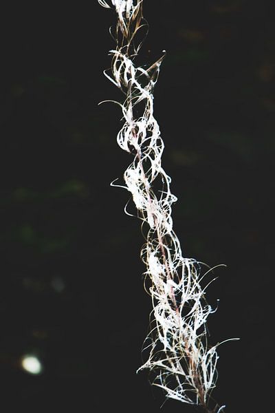 Style my Home series par Liberty Ragazza Biesma par Liberty Biesma