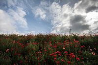 Poppies