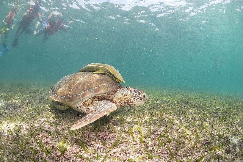 Schildpad von Jaap Voets