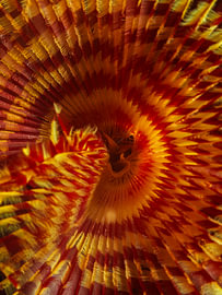 Sabellidae von Enak Cortebeeck
