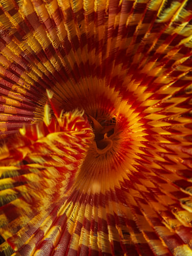 Sabellidae