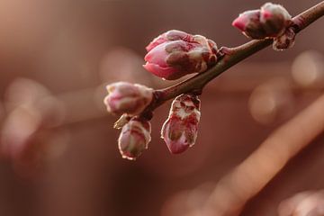 Mandelblüte von Tessa Heijmer