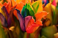 kleurrijke tulp tulipa