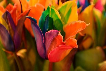 bunte Tulpe Tulipa von tiny brok