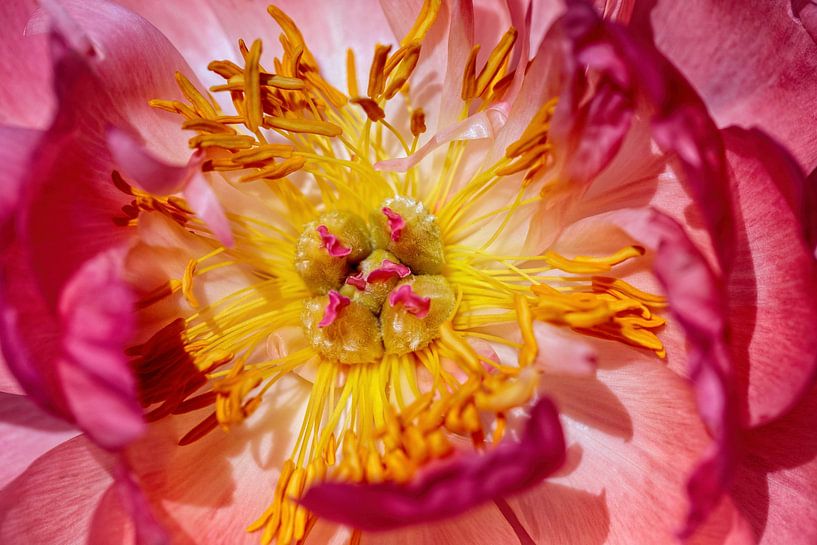 Peony by Rob Boon