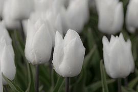 Tulp, wit en smetteloos van Ans Bastiaanssen