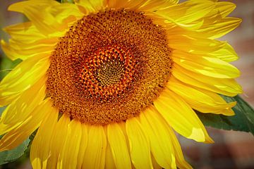 Sonnenblume von Rob Boon