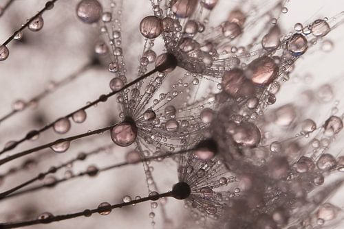 Oudroze druppeltjes op de pluisjes van een paardenbloem