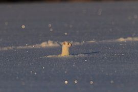 Hermelijn (Mustela erminea) in de winter Duitsland