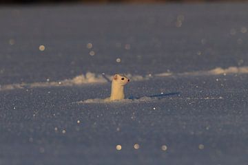 Hermelijn (Mustela erminea) in de winter Duitsland van Frank Fichtmüller