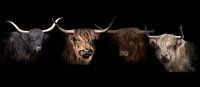 Schotse Hooglanders, Scottish Highlanders, compilatie.