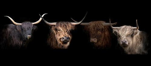 Schotse Hooglanders, Scottish Highlanders, compilatie.