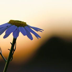 Fleur de Magritte au coucher du soleil. Pétales blancs de la fleur. Photographie naturelle d'une fleur. sur Martin Köbsch