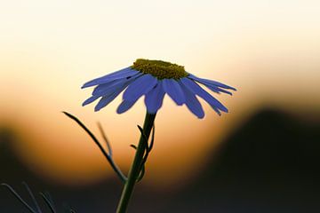 Magritte bloem in de zonsondergang. Witte bloemblaadjes. Natuurfoto van een bloem.