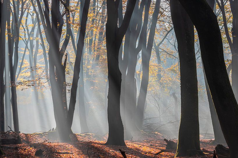 Sunrays in the Speulderbos by Midi010 Fotografie