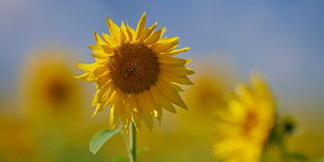 Veld vol zonnebloemen in de Auvergne in Frankrijk