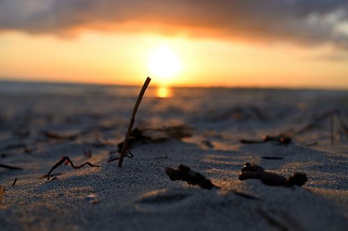 Branch in the sand with the sun